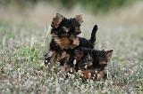 YORKSHIRE TERRIER 393